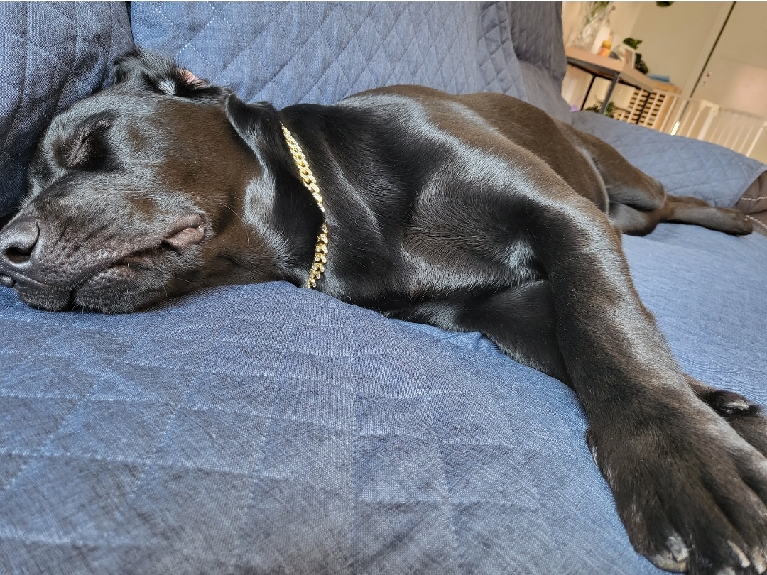 A dog sleeping comfortably on a soft bed