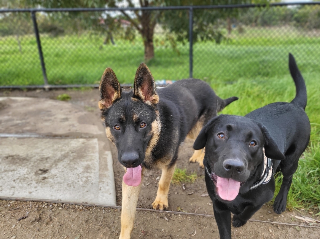 Two dogs enjoying a secure outdoor play area